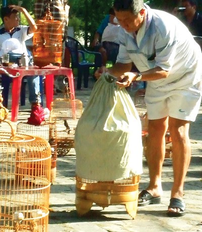 A bird lover opens his bird cage (Photo:SGGP) A bird lover is an experienced bird breeder for many years.(Photo:SGGP) A bird lover opens his bird cage (Photo:SGGP) A bird lover is an experienced bird breeder for many years.(Photo:SGGP)